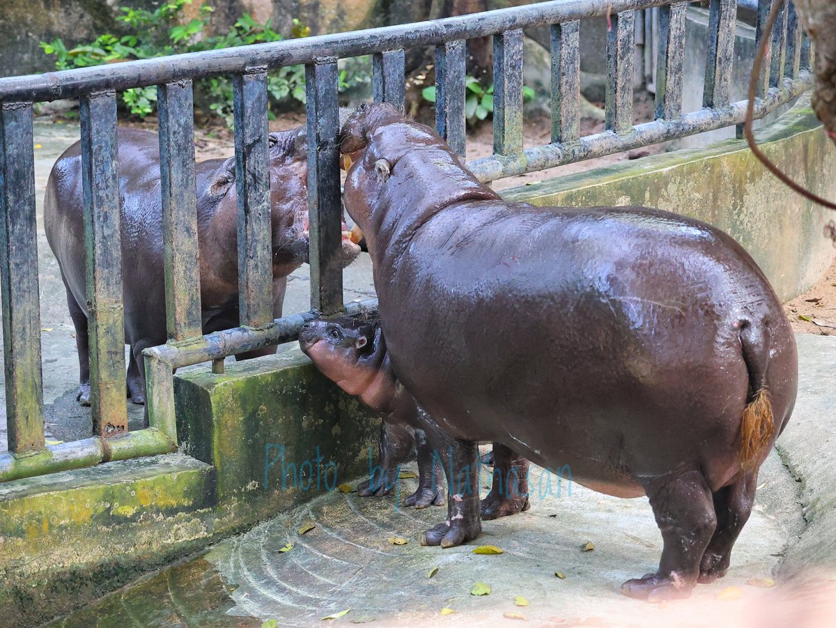 When Moo Deng was the third wheel between her mother and father... And she won at the end as well 😅

#moodeng #pygmyhippo #pygmyhippotamus #animals #zoo #khaokheowopenzoo #khaokheowzoo #chonburi #thailand