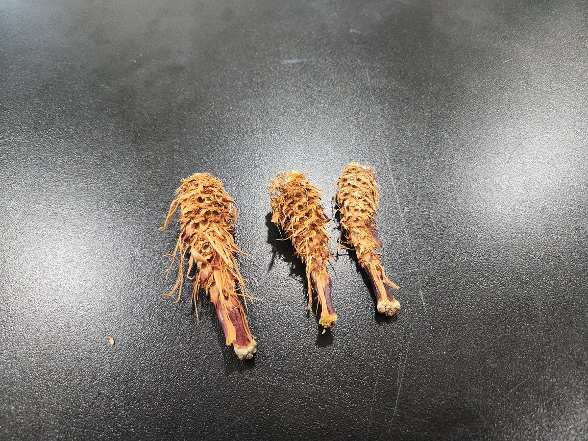 nifos_news's tweet photo. 🍤🌳완벽한 새우튀김 ②🌳🍤 https://t.co/kTrciKWSgr