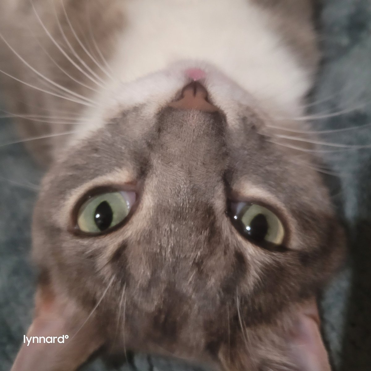 lynnslagle42's tweet photo. She........is............so...........weird......... #edgarsfamily #edgarssissy #rosajuneparks #littleweirdo #heymom #prettygirl #greeneyedbeauty #myrosa https://t.co/ZeyhW42VEi