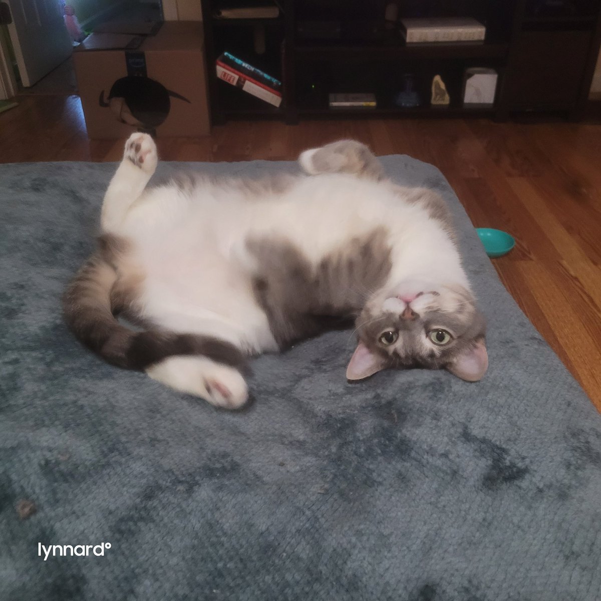 lynnslagle42's tweet photo. She........is............so...........weird......... #edgarsfamily #edgarssissy #rosajuneparks #littleweirdo #heymom #prettygirl #greeneyedbeauty #myrosa https://t.co/ZeyhW42VEi