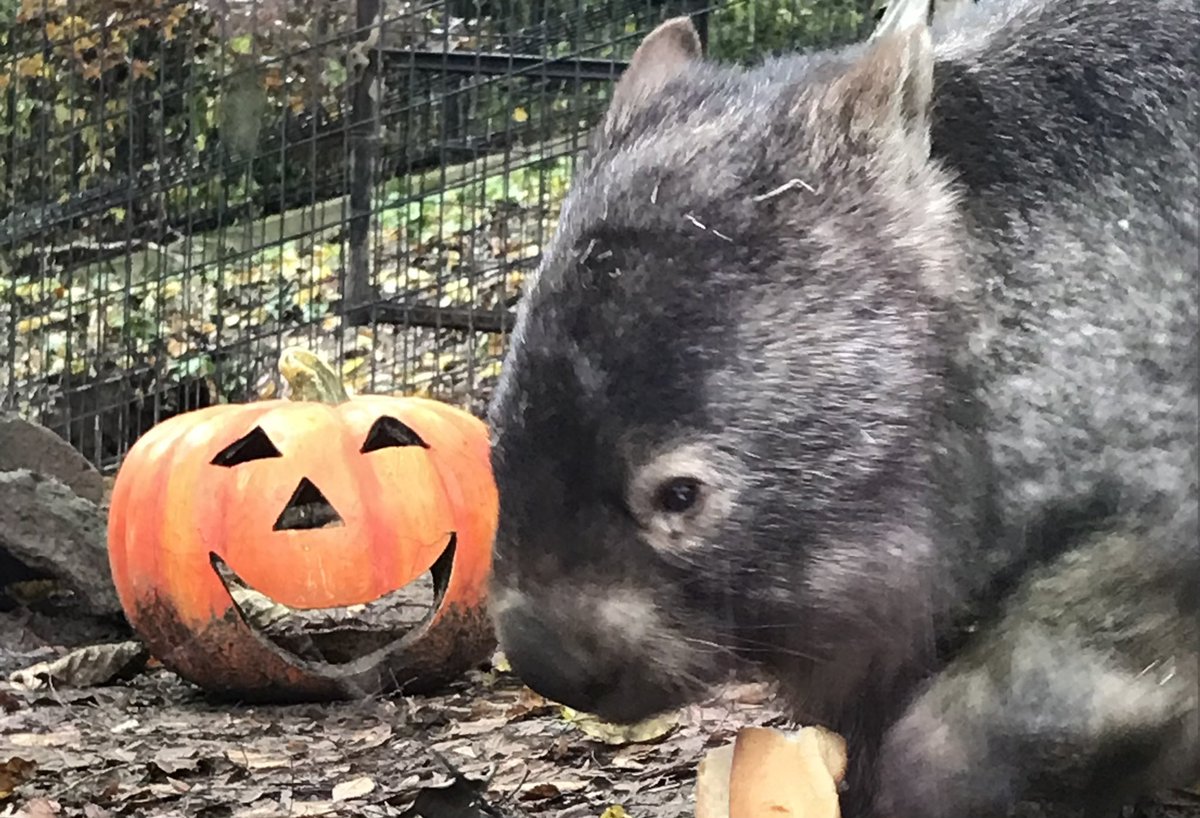 柿チョコ tweet media