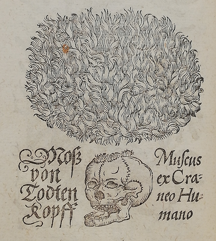 theULSpecColl's tweet photo. Skull moss, powdered mummy, and blood. Was this gruesome medical recipe used by the astrologer, occultist, and alchemist John Dee? Please enjoy our new #CuriousCures blogpost. Happy #Halloween! 

https://t.co/WNzzynYPec https://t.co/AqFtmwi5vC