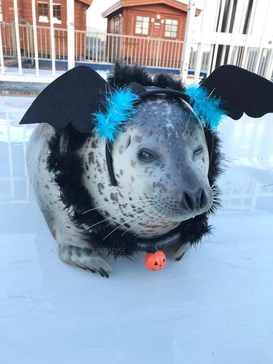 hetaliafan1234's tweet photo. spooky seals for you guys⬇️ https://t.co/Wa5d566zS3