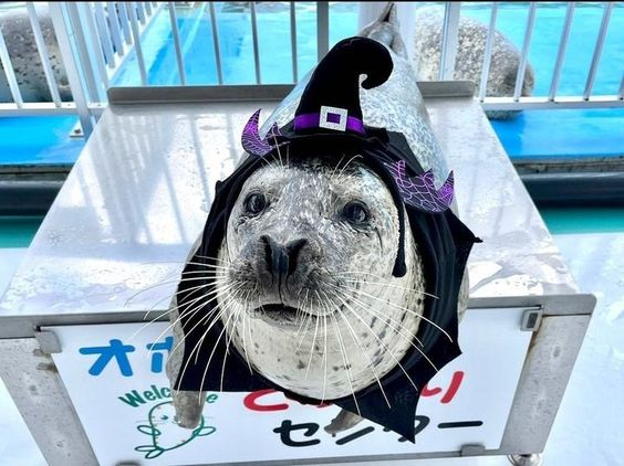 hetaliafan1234's tweet photo. spooky seals for you guys⬇️ https://t.co/Wa5d566zS3