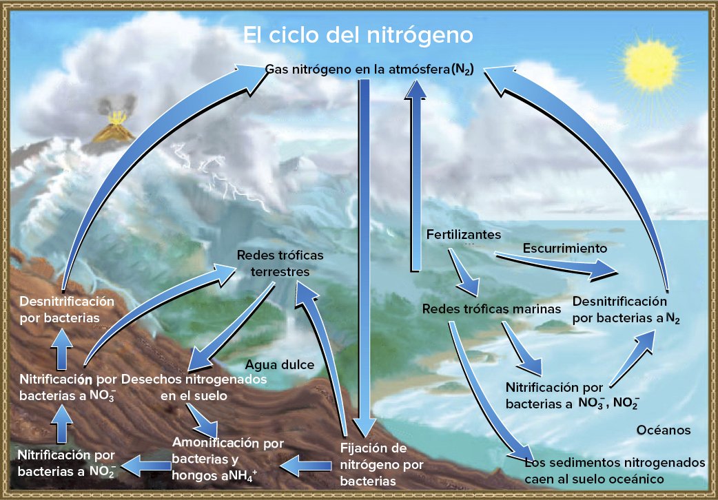 MichMar_'s tweet photo. Como aprendimos, el ciclo del nitrógeno es un proceso vital que sustenta la vida en la Tierra y conecta a todos sus ecosistemas 💚

Cierro hilo 🧵 https://t.co/hwoDhn9oC6