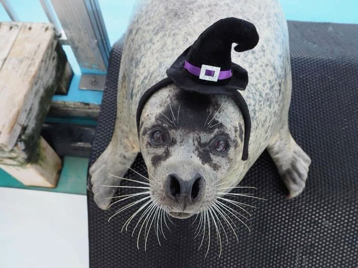 spooky seals for you guys⬇️