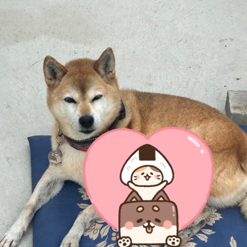 jhbl_official's tweet photo. 寒くなってましたね

#柴犬
#いねこ
#SOいぬ https://t.co/jn0kD41p6t