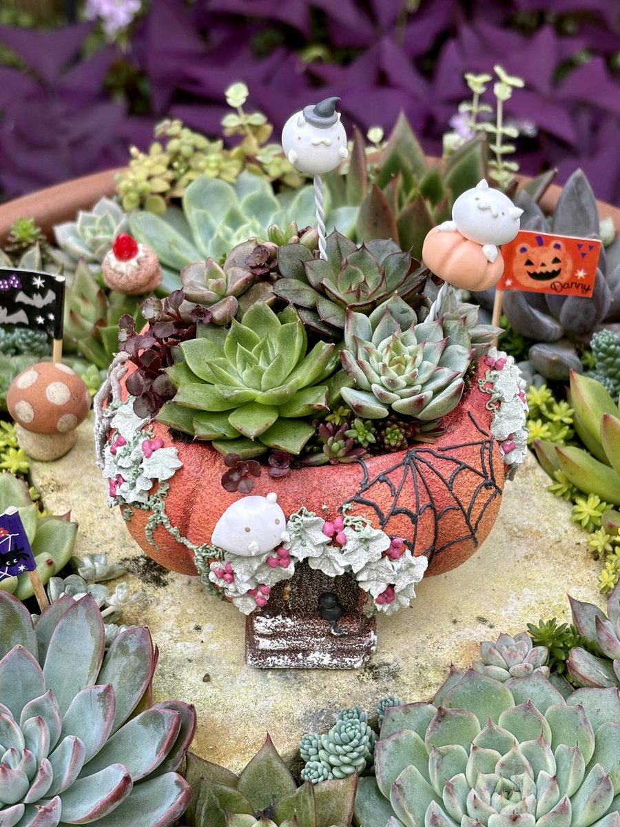 希少❤️✨ポルン✕ホーリンぜ✨beehouse苗❤️ 希少❤️✨ポルン✕ホーリンぜ✨beehouse苗❤️