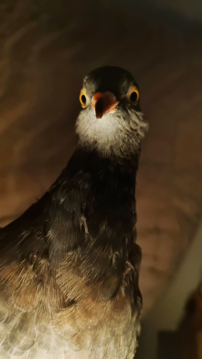 Teapot the rooster 🐓🫖 tweet media