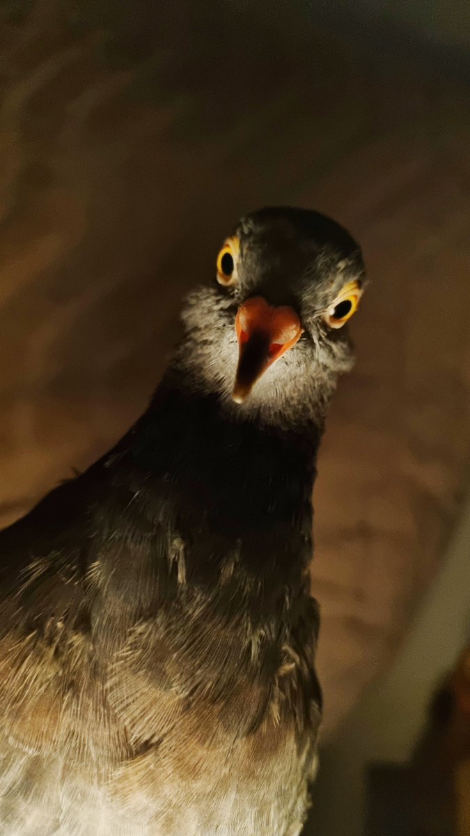 Teapot the rooster 🐓🫖 tweet media