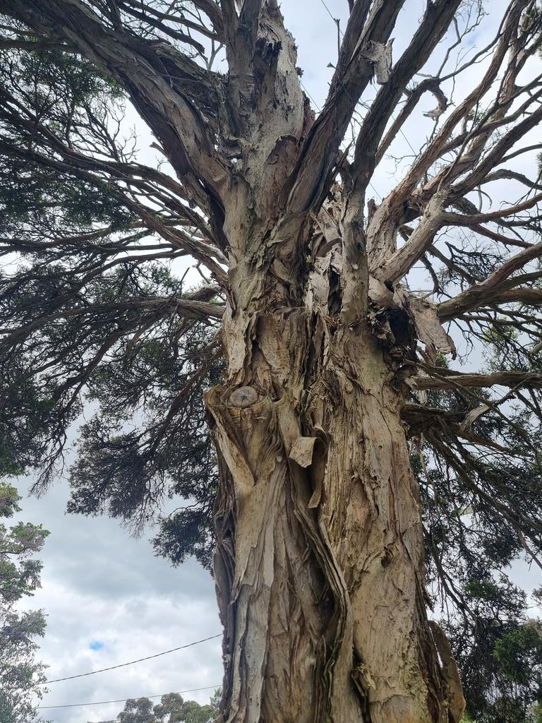 soundings2004's tweet image. I just love this tree - the #paperbark Native to Australia, it has stunning cream flowers &amp;amp; an incredible bark which was used by Australian aboriginals to make "coolamons" - water carriers or baby cradles. This really is a magical place. #Melbourne