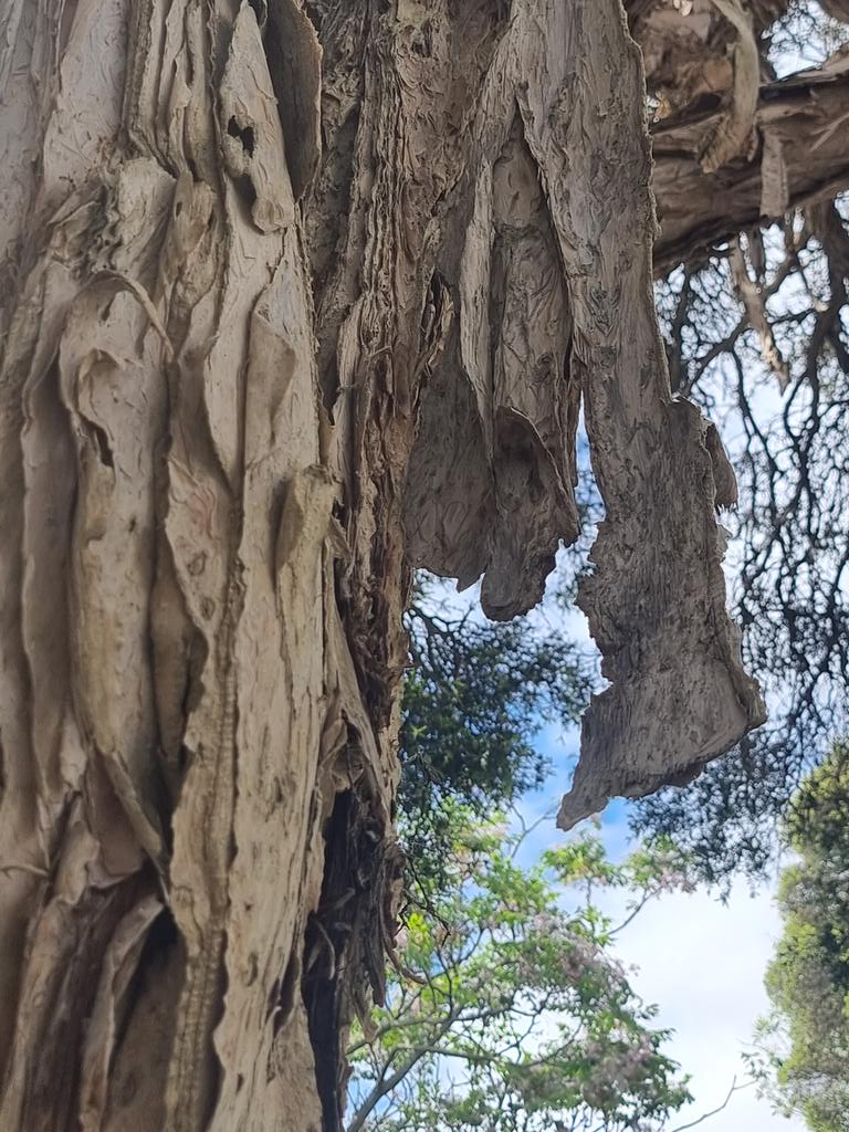 soundings2004's tweet image. I just love this tree - the #paperbark Native to Australia, it has stunning cream flowers &amp;amp; an incredible bark which was used by Australian aboriginals to make "coolamons" - water carriers or baby cradles. This really is a magical place. #Melbourne