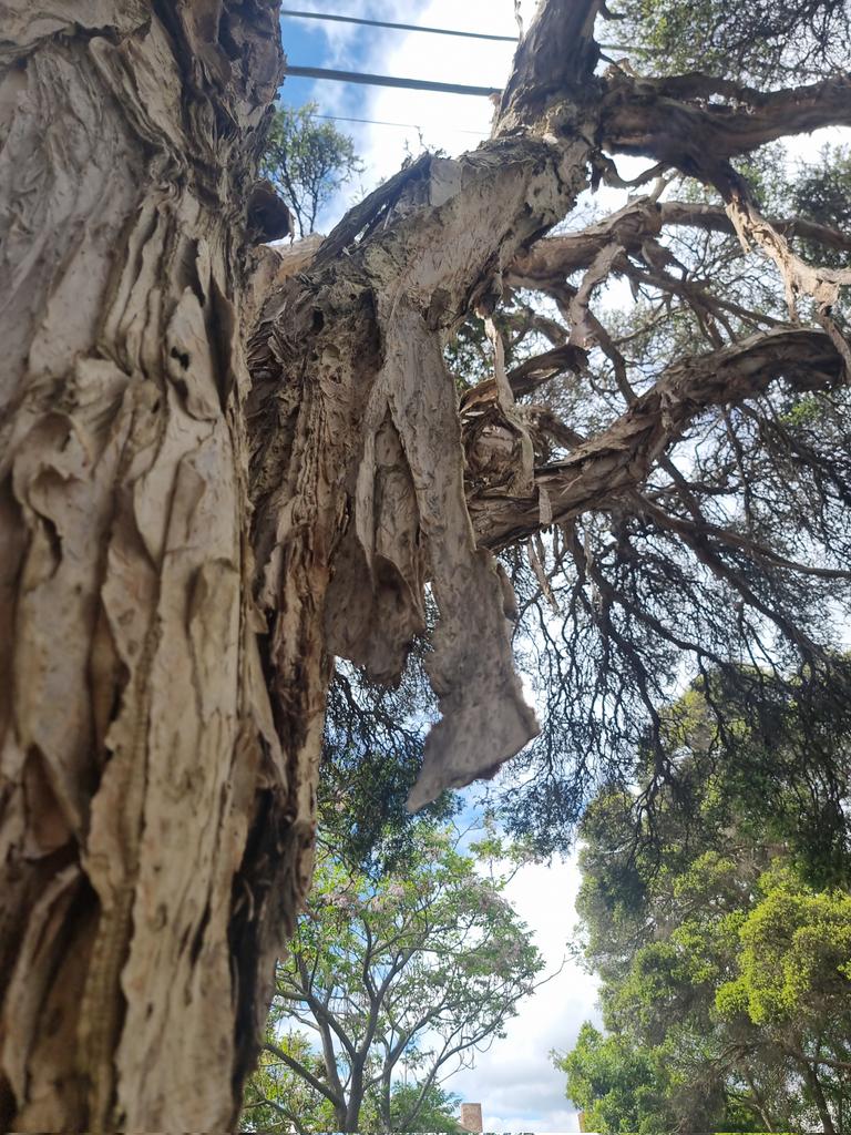 soundings2004's tweet image. I just love this tree - the #paperbark Native to Australia, it has stunning cream flowers &amp;amp; an incredible bark which was used by Australian aboriginals to make "coolamons" - water carriers or baby cradles. This really is a magical place. #Melbourne