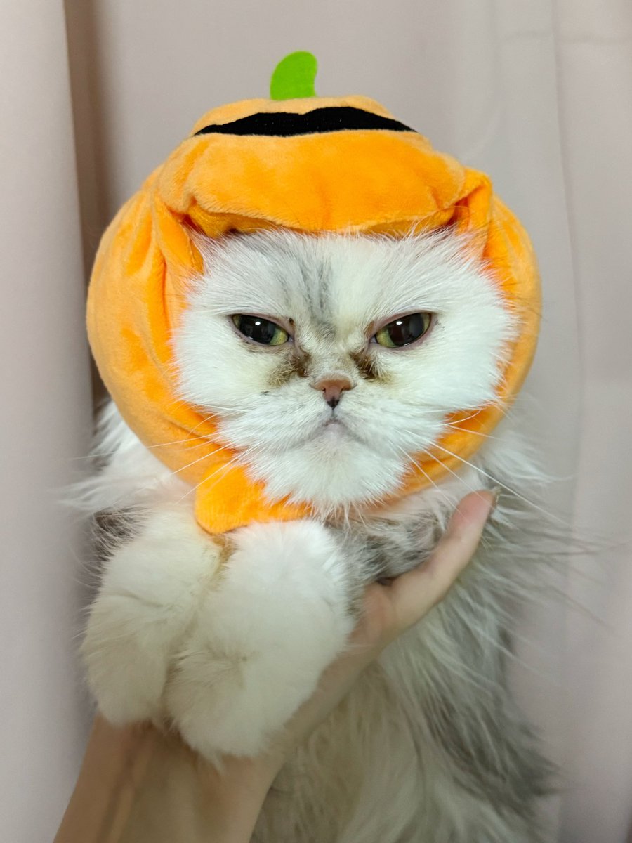 かぼちゃミミちゃん🎃　笑 https://t.co/EqTcdIU7AD