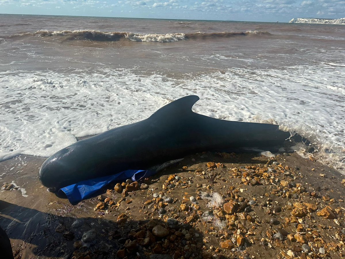 strandings_man's tweet photo. On the road back to @ZSLScience after a trip to Cornwall- dropped off pilot whale GITs with @emmainthewild to help support her PhD research on #microplastics and their impacts. Heading back to base now, with samples collected by James Barnett and his CMPT team over the last year https://t.co/ZTAPJ9J71Y
