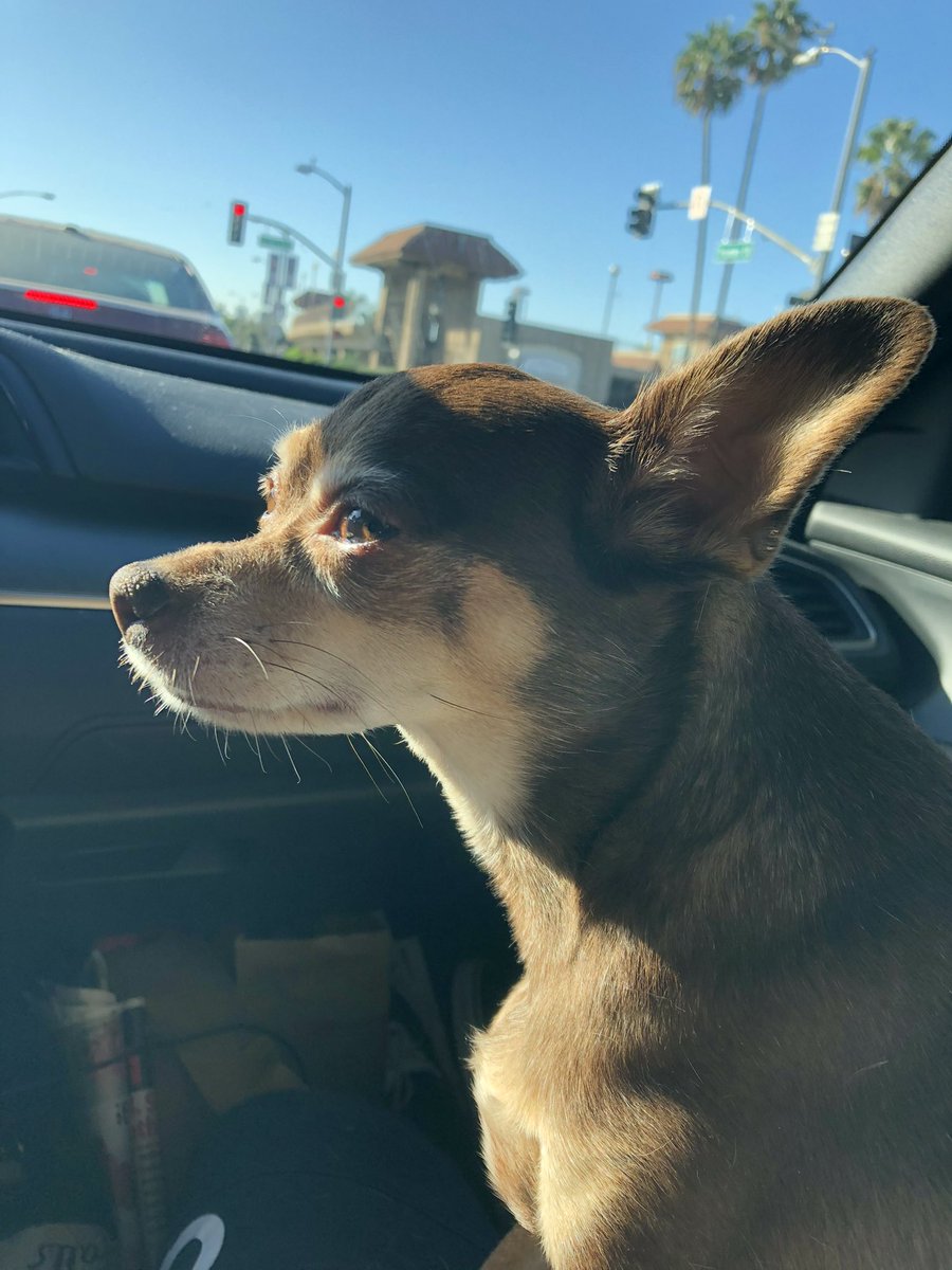 _Bsanchezz's tweet photo. Saddest day of my life… 
I’ll miss you forever 🐾💔 you can now rest in peace . My heart hurts .. https://t.co/Qh6AxBZKjG
