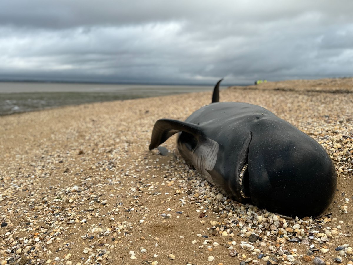 strandings_man's tweet photo. On the road back to @ZSLScience after a trip to Cornwall- dropped off pilot whale GITs with @emmainthewild to help support her PhD research on #microplastics and their impacts. Heading back to base now, with samples collected by James Barnett and his CMPT team over the last year https://t.co/ZTAPJ9J71Y