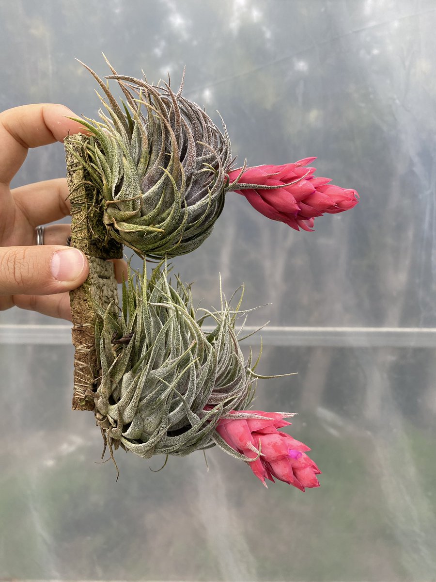 左から Tillandsia sprengeliana Ex. Large Clone ¥30000 (親3枚目下