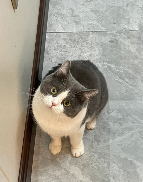 Whose cat is this so cute?😳