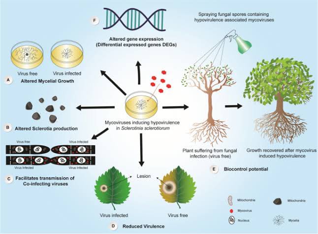 lempe808's tweet image. Some fungi carry viruses! 🦠 These “mycoviruses” can affect growth, reproduction, and even toxicity. Unlike in plants or animals, these viruses often don’t harm fungi but live in a kind of peaceful symbiosis, sometimes helping them withstand environmental stress. 🧬🍄