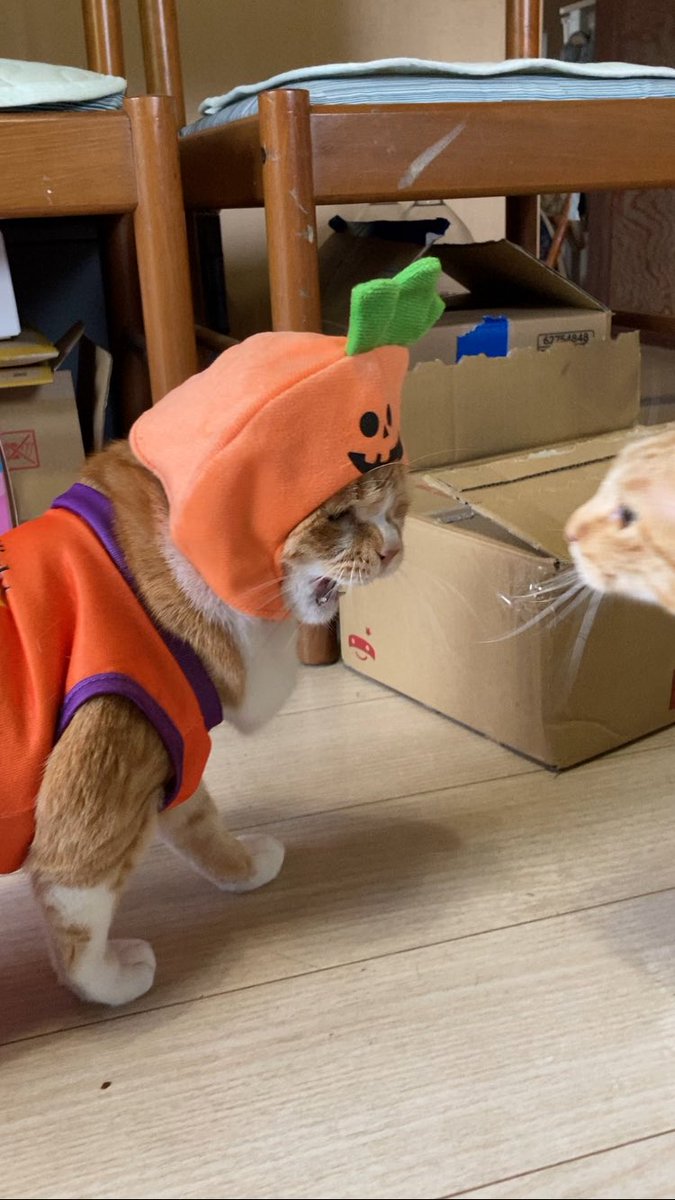 tada_chamame's tweet photo. ハロウィン🎃👻😸

#猫 #ねこ #ねこのいる生活 #ねこと暮らす #ねこすき #ねこすきさんと繋がりたい #保護猫 #茶トラ https://t.co/MSzk2zxvaf