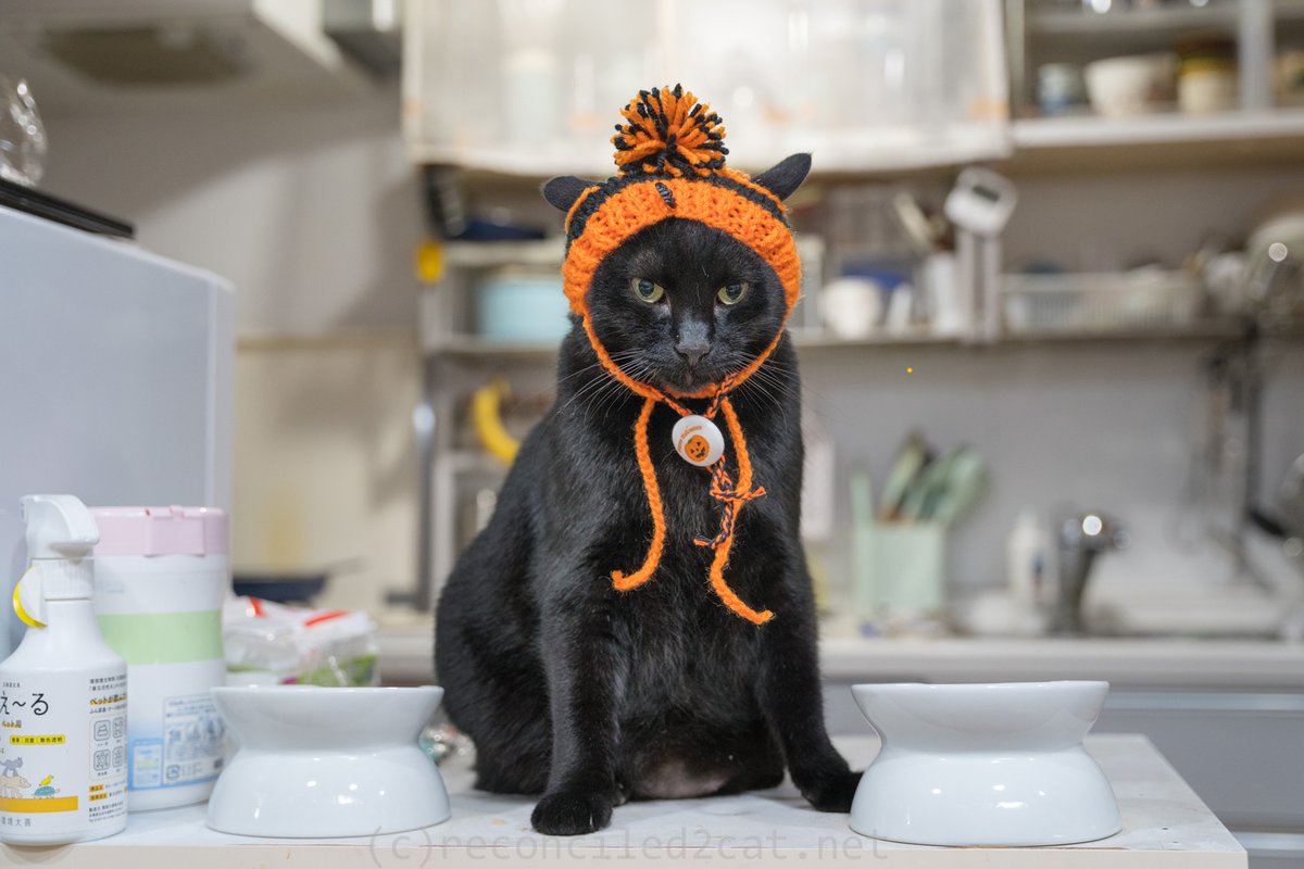 reconciled2cat's tweet photo. 徒然猫屋さんのハロウィン帽子をかぶったバルちゃんです。
https://t.co/18I8ImM7K4 https://t.co/ryYZOmJ1PO