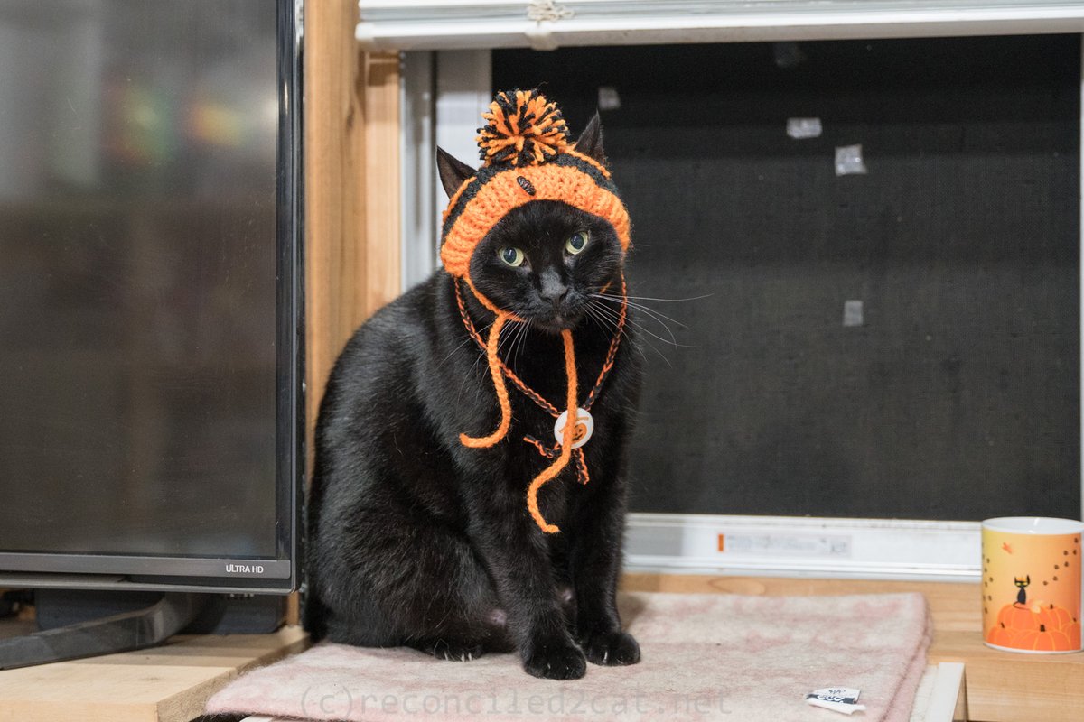 reconciled2cat's tweet photo. 徒然猫屋さんのハロウィン帽子をかぶったバルちゃんです。
https://t.co/18I8ImM7K4 https://t.co/ryYZOmJ1PO