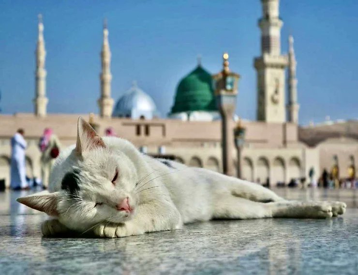 HolyMuezza's tweet photo. GM, are you surprised that $MUEZZA didn't die after 24 hours on $SOL? 

We are here to stay, Study more! https://t.co/7o5XugLX2E