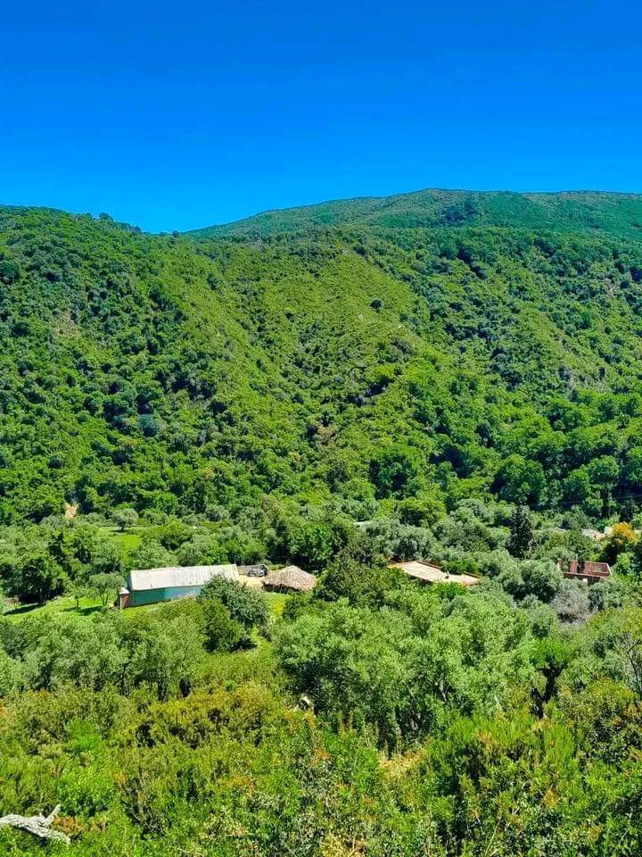 _samia_8's tweet image. الوراهنية ;  طبرقة  🇹🇳❤🌳🌲🌲🌳🌲🌲🌲🌲🌲🌲#صباح_الخير #يا_تونس 🇹🇳❤☀️