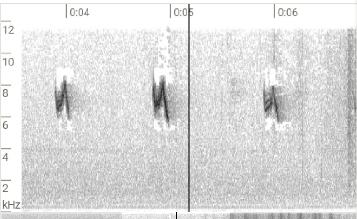 Nice to get in on the Hawfinch influx with one right over the garden this morning while I was outside vismigging. Sounds recording here: macaulaylibrary.org/asset/625641795 #vismig #hawfinch