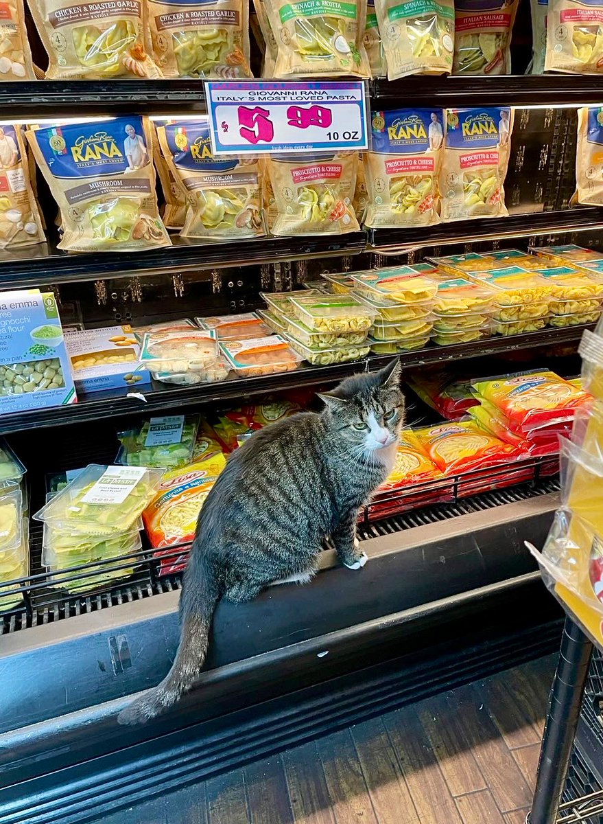 Bodega Cats (@bodegacats_) on Twitter photo 