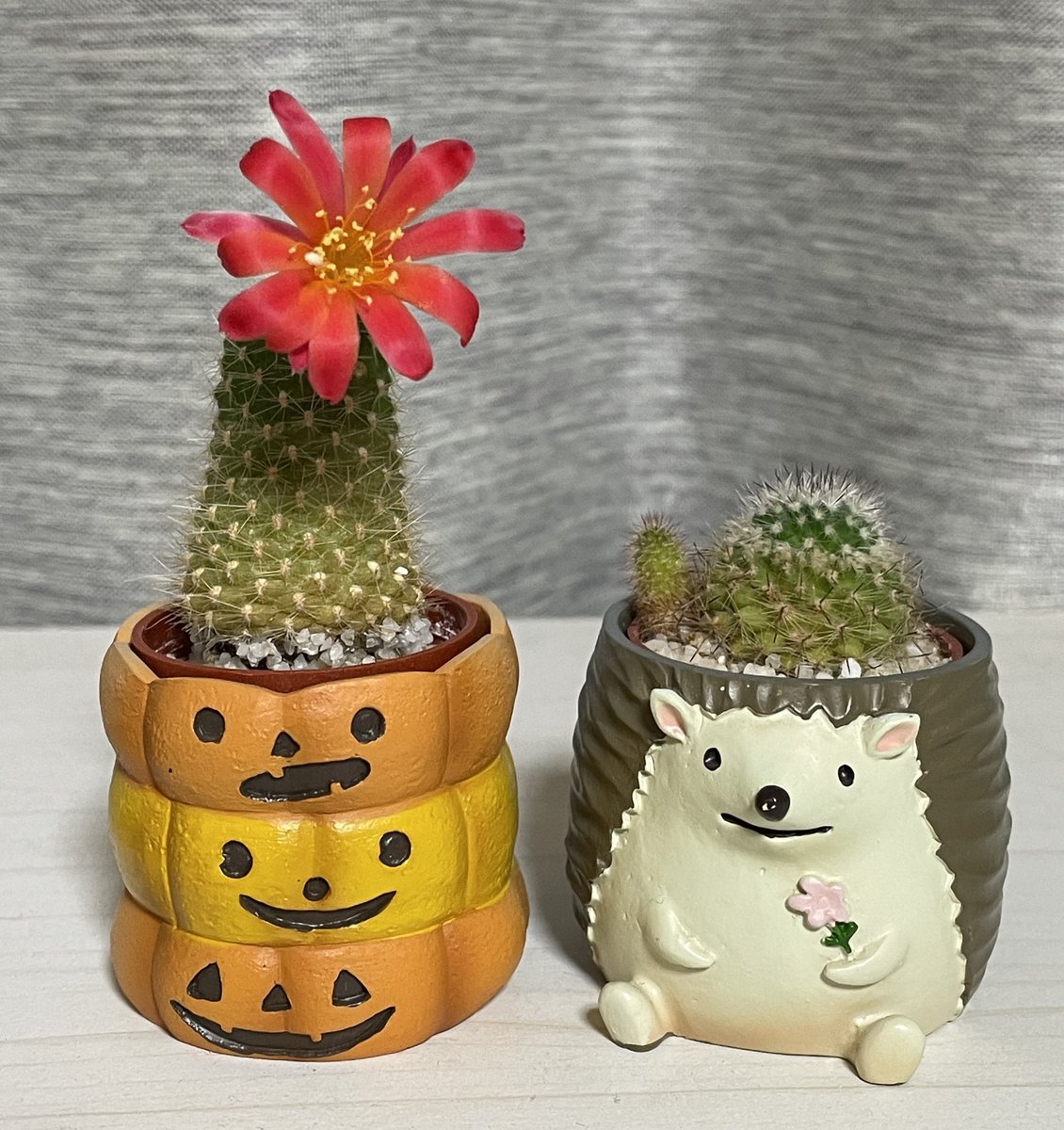 Hzsdx's tweet photo. ハロウィンに今年3度目の開花🌵🌺 https://t.co/h8MrNnvyfo