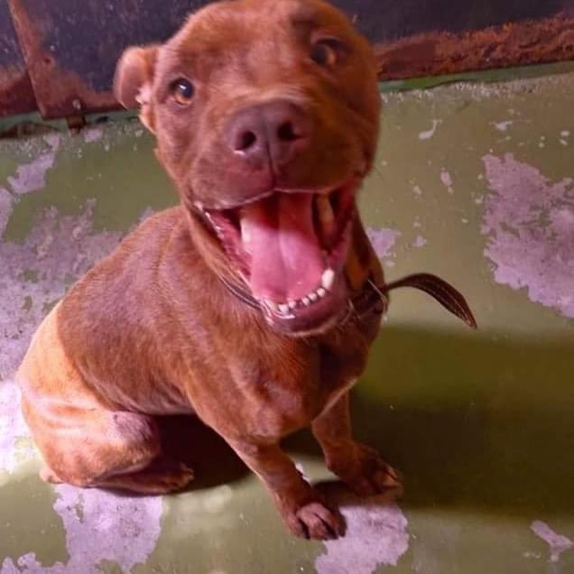 Me abandonaron a mi suerte, se olvidaron de mi y además lo hicieron a propósito... 

Ese ha sido el destino de este pequeño 😢. Nadie ha preguntado por él para adoptarlo, es un trastillos travieso, pero un amor ❤️ 

Para más información envíanos un Whatsapp 690924352