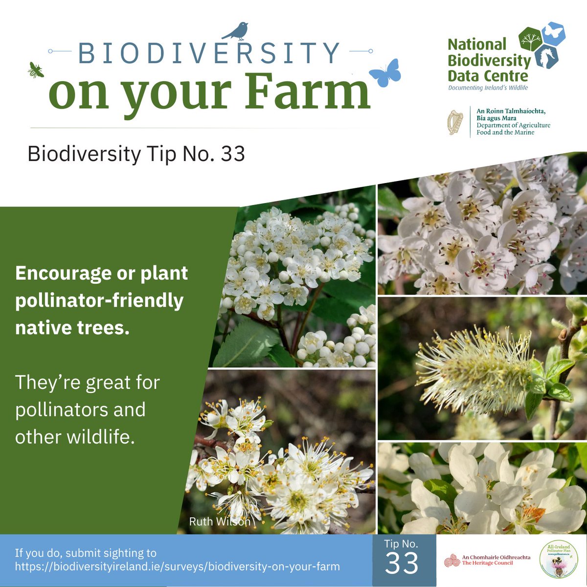Thick hedgerows with good cover are ideal for Bullfinch and other wildlife.
A mix of native tree and shrub species will provide food in the spring  for pollinators and berries in the winter birds and small mammals.

Find out more ➡️bit.ly/48UJp72

#farmlandbiodiversity