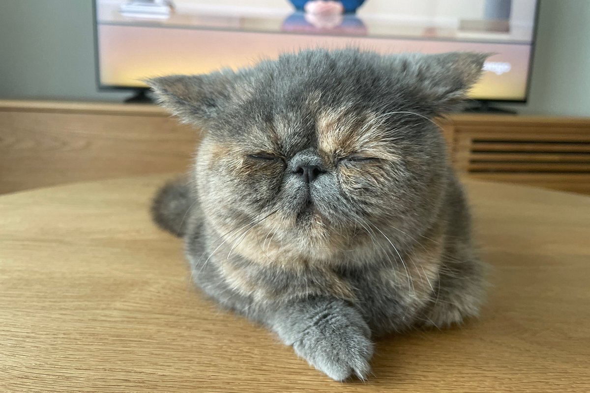 masa_maenami's tweet photo. うちの子可愛いです😊
ぜひぜひモデルにして下さい♪ https://t.co/lp8YBbC2BX