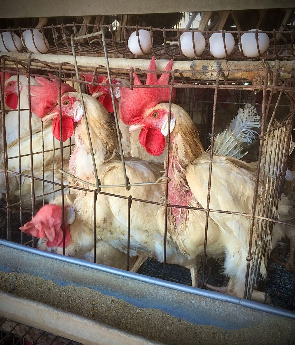 The real #horror show on #Halloween and every other day of the year is the immense cruelty we inflict on chickens. 😡

Did you know that the vast majority live their entire lives in cages like this? 😱