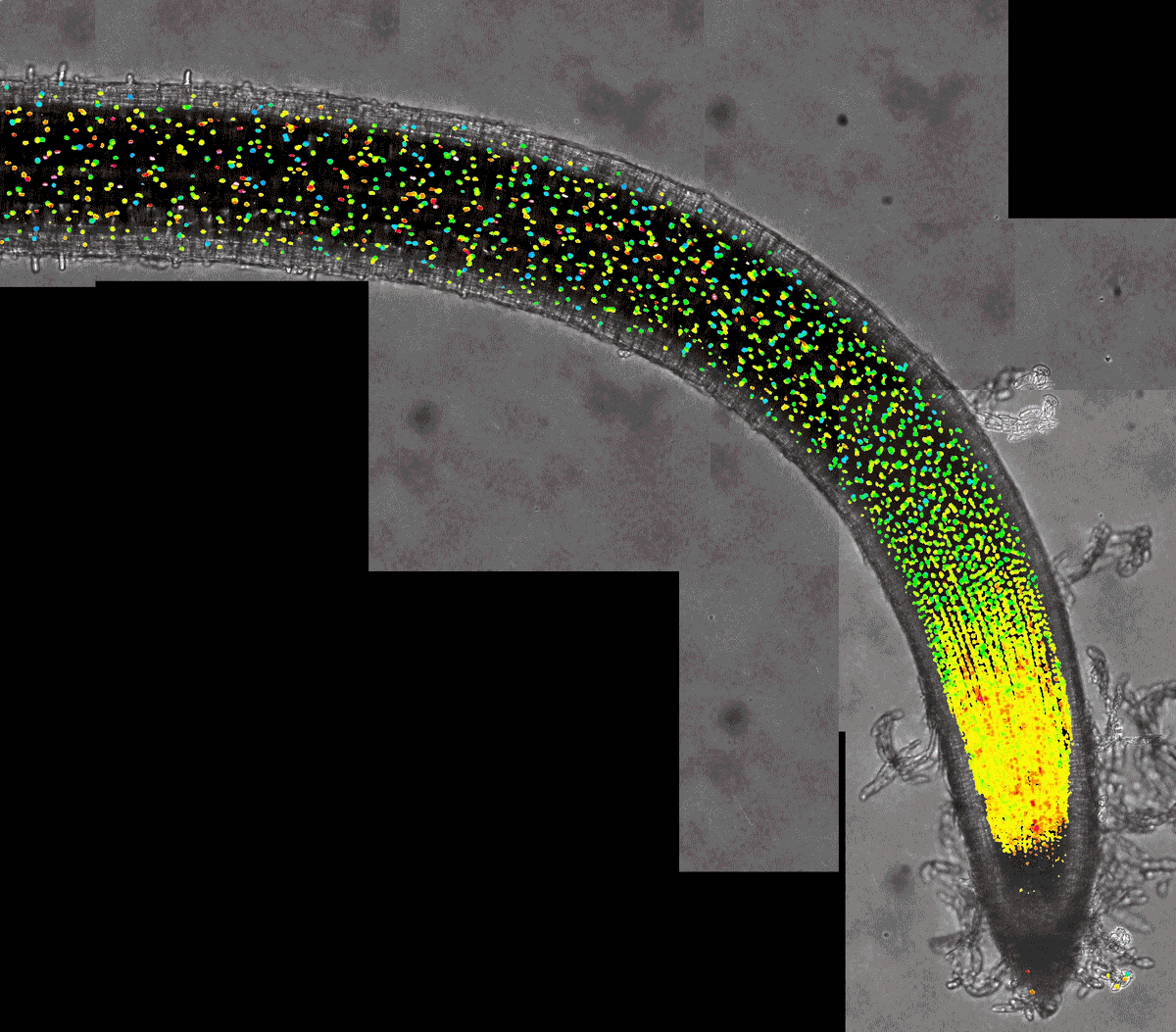 EndoSymb's tweet photo. As part of the Paszkowski lab, I focus on maximizing the benefit plants can obtain from interacting with symbiotic soil fungi, but tools for hormone detection will aid in controlling responses to the whole range of the biotic and abiotic environment. https://t.co/tkrJyhyuHN