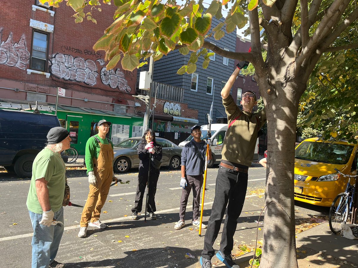 TreesNewYork's tweet photo. Big shout out to #CitizenPruners who organized a pruner outing and took care of several #trees in Greenpoint for #CityofForestDay2024! Thanks to #GreenpointLibrary for organizing supplies and tools, and @LincolnRestler for sponsoring #prunerclasses the last few years in Dist. 33! https://t.co/7XwR03y3ec