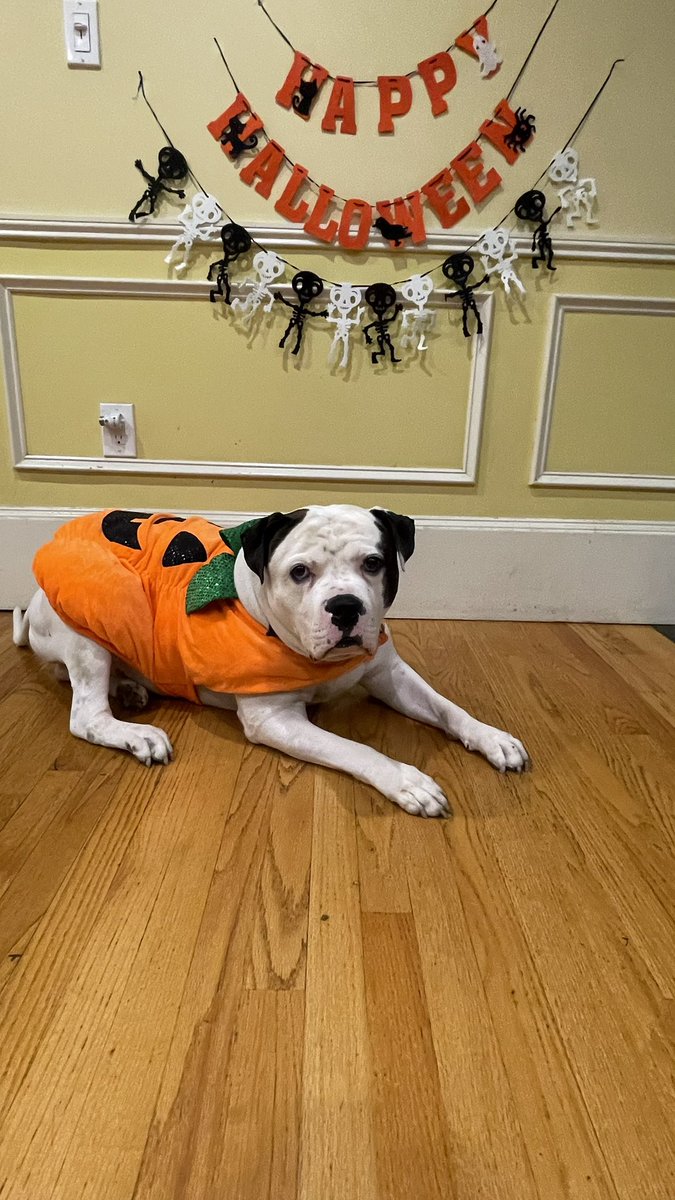 Happy Halloween 🎃 (he's not a fan of costumes if you can't tell 🤭)