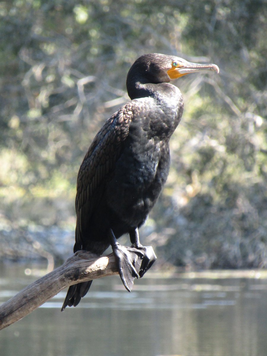 delphindae's tweet image. Little Black Cormorant &amp;amp; Great Cormorant