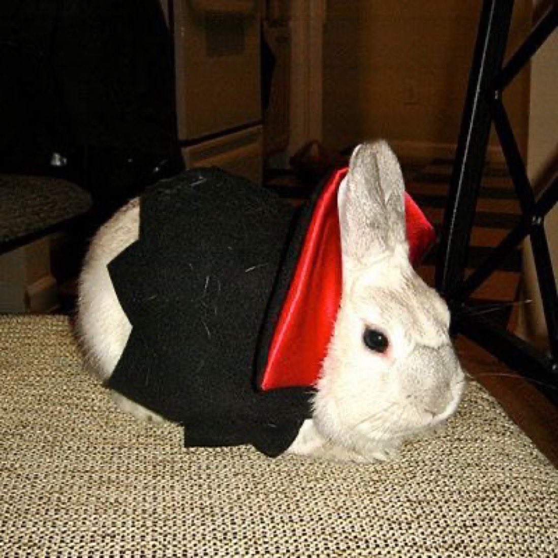 Bunny Stories! tweet media