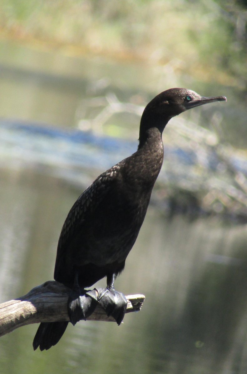 delphindae's tweet image. Little Black Cormorant &amp;amp; Great Cormorant