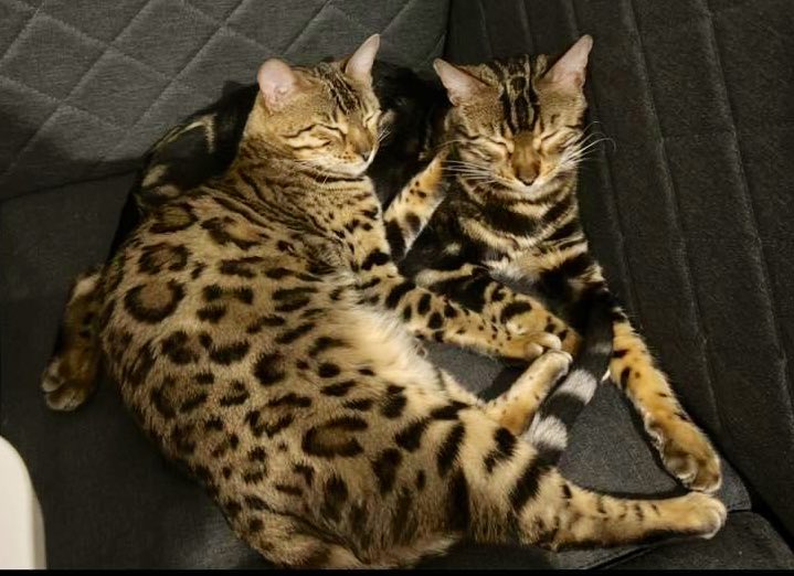 #Help #RT

Onze beiden katten VERMIST! Omgeving Geuzenveld. We missen ze heel erg. Overigens hebben mensen uit onze buurt ook iemand in een canta katten zien lokken. 😔

Marvel - #Kater - gecastreerd + gechipt
Bloom - #Poes - gesteriliseerd + gechipt 

Vermist sinds vrijdag 25/10