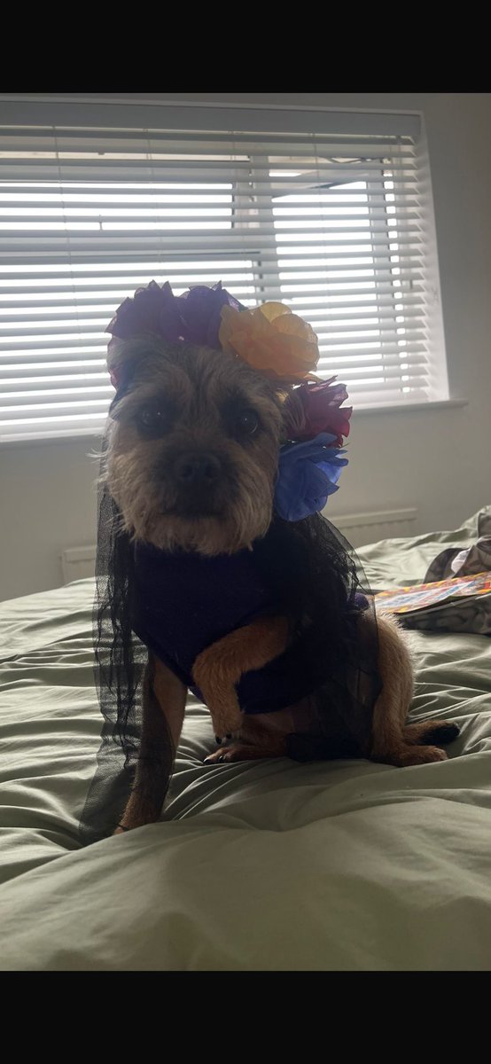 willowborder's tweet image. Happy Halloween to all my pals. 💀🎃