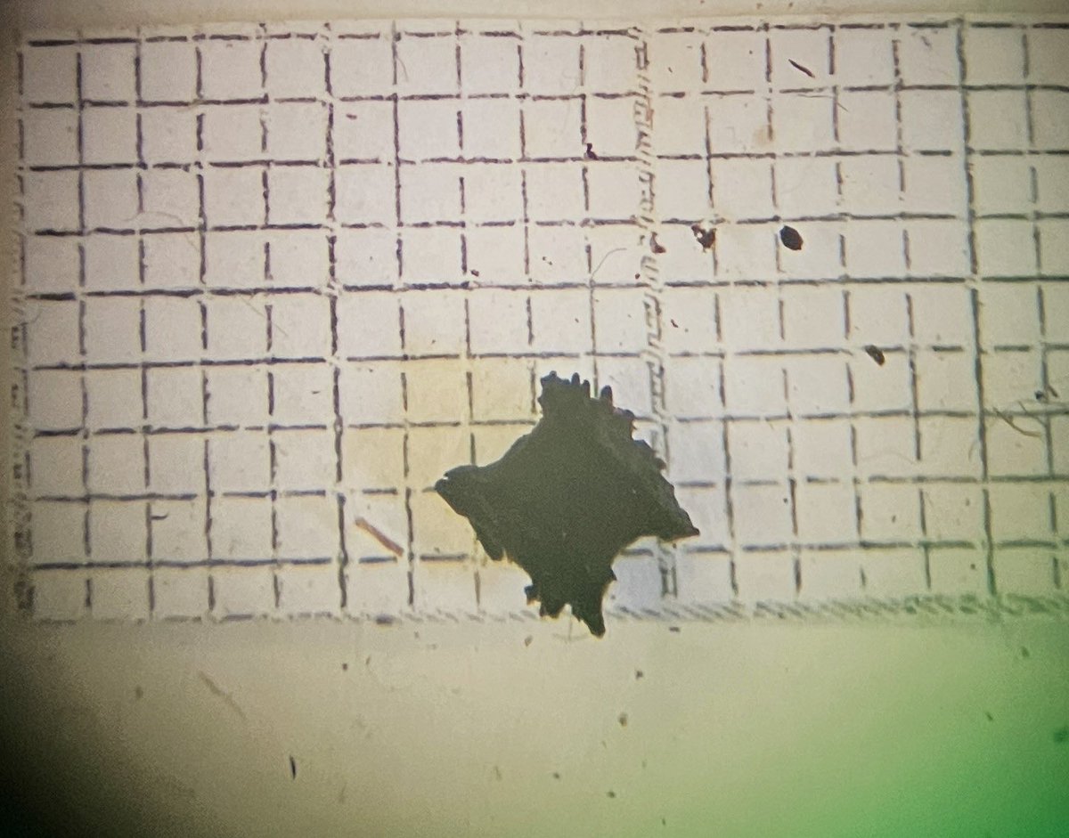 SigneST1's tweet image. #Archaeobotany twitter, does this look familiar to anyone? I have a bunch of these in one of my waterlogged Mesolithic samples. I feel like they give off pedicel vibes and they look very characteristic, but nobody seems to know what they are and which species!