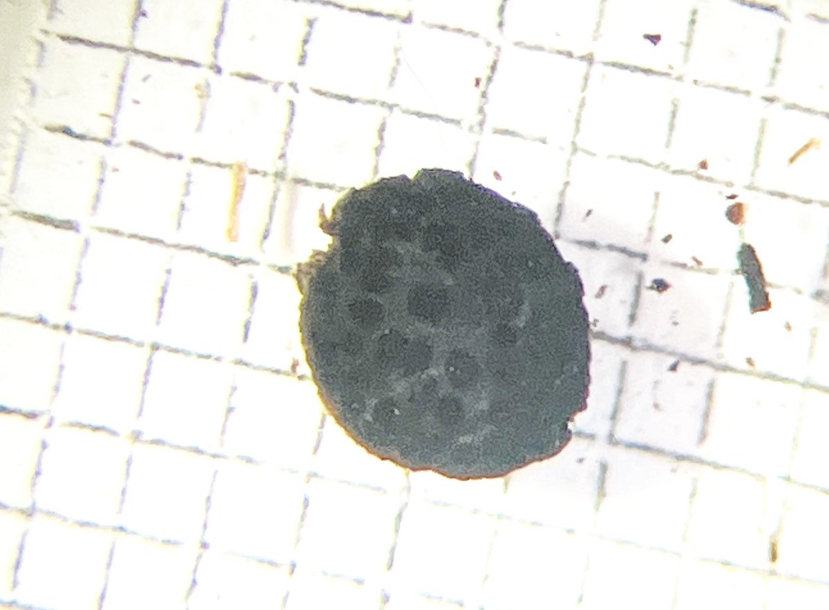SigneST1's tweet image. #Archaeobotany twitter, does this look familiar to anyone? I have a bunch of these in one of my waterlogged Mesolithic samples. I feel like they give off pedicel vibes and they look very characteristic, but nobody seems to know what they are and which species!