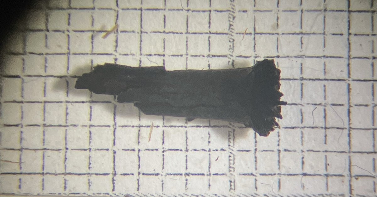 #Archaeobotany twitter, does this look familiar to anyone? I have a bunch of these in one of my waterlogged Mesolithic samples. I feel like they give off pedicel vibes and they look very characteristic, but nobody seems to know what they are and which species!