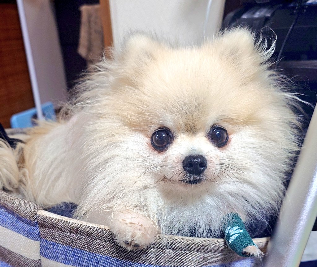 jMJyueA0pTUSuFI's tweet photo. ふわもふ🩷
#ポメラニアン #pomeranian #こまてま #犬のいる生活 https://t.co/O3UNChHleJ