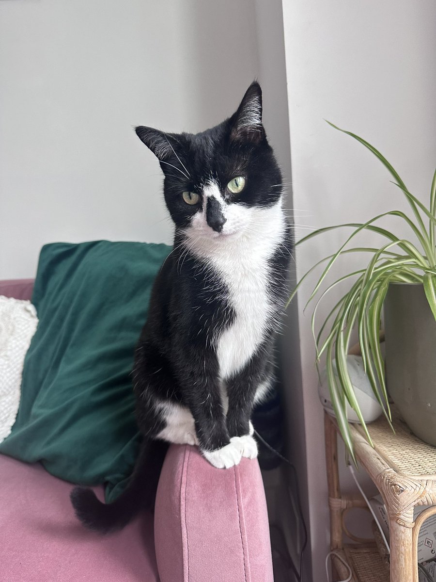 Happy Friday from Poppy! (And our new sofa)