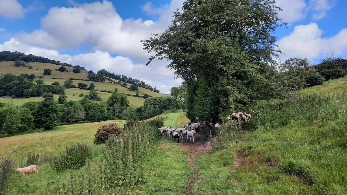 HeartWalesLine's tweet photo. ๐ Broome #CircularWalk 6.1km
๐ฅพ Enjoy a walk from Broome railway station around Aston-on-Clun. Take in the picturesque village with its interesting roundhouses and #ArborTree before ascending into the countryside with views over the #Shropshire hills ๐ฒ https://t.co/RZWfdmrcW5 https://t.co/DTSWcWLZVv